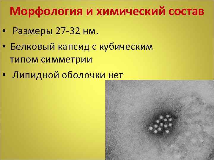 Морфология и химический состав • Размеры 27 -32 нм. • Белковый капсид с кубическим