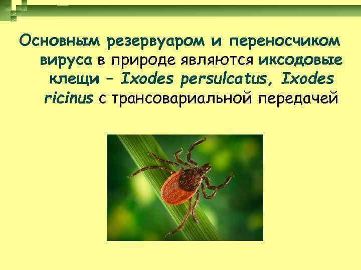 Основным резервуаром и переносчиком вируса в природе являются иксодовые клещи – Ixodes persulcatus, Ixodes
