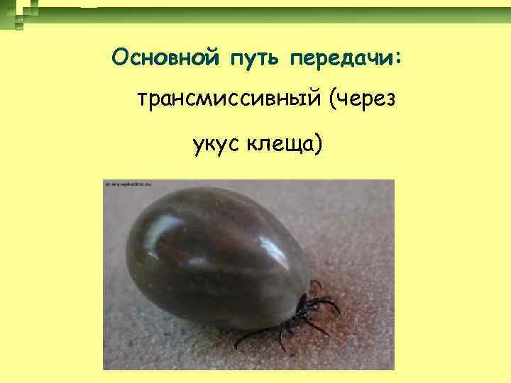 Основной путь передачи: трансмиссивный (через укус клеща) 