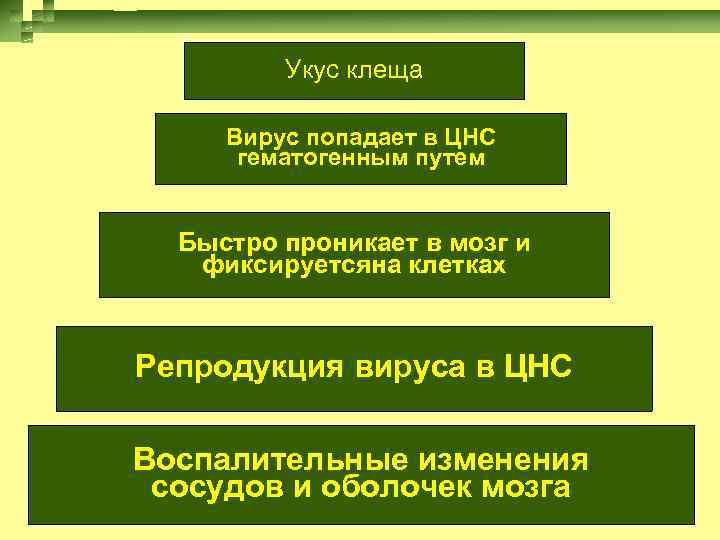 Укус клеща Вирус попадает в ЦНС гематогенным путем Быстро проникает в мозг и фиксируетсяна