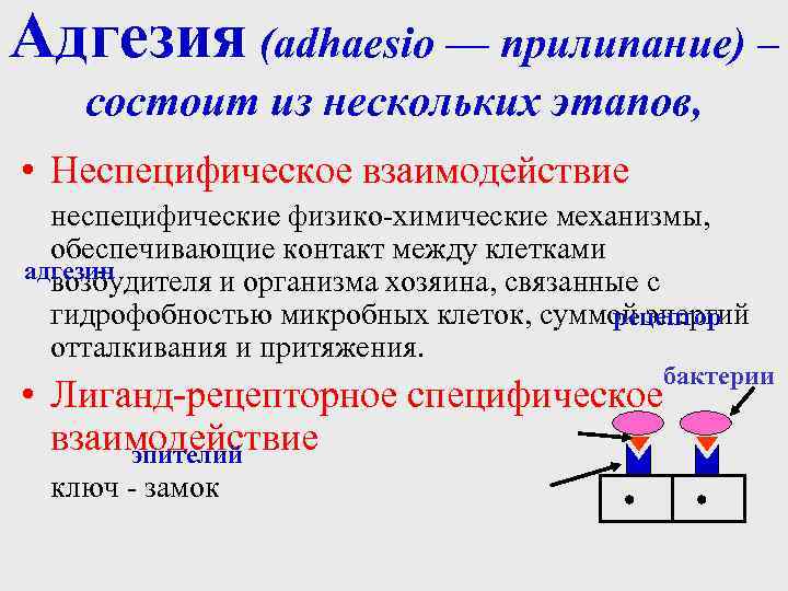 Адгезия (adhaesio — прилипание) – состоит из нескольких этапов, • Неспецифическое взаимодействие неспецифические физико-химические