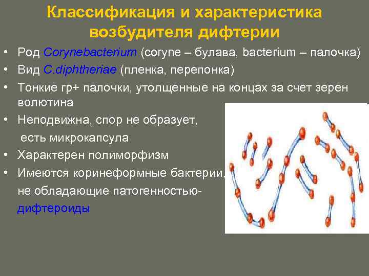Классификация и характеристика возбудителя дифтерии • Род Corynebacterium (coryne – булава, bacterium – палочка)