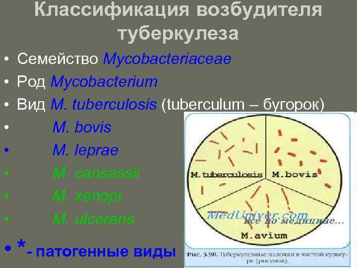 Классификация возбудителя туберкулеза • • Семейство Mycobacteriaceae Род Mycobacterium Вид M. tuberculosis (tuberculum –