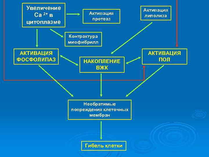 Увеличение Са 2+ в цитоплазме Активация протеаз Активация липолиза Контрактура миофибрилл АКТИВАЦИЯ ФОСФОЛИПАЗ НАКОПЛЕНИЕ