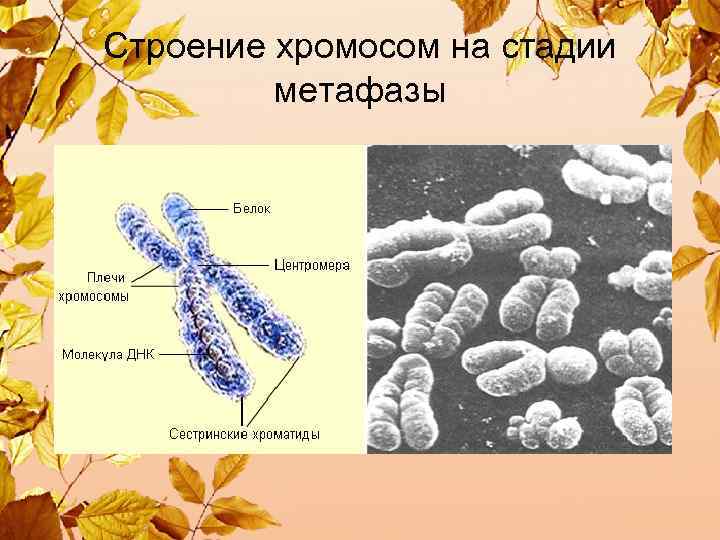 Строение хромосом на стадии метафазы 