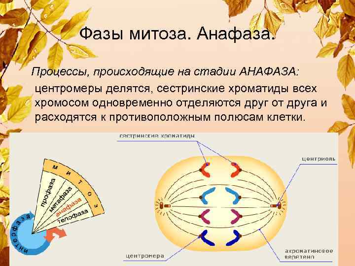  Фазы митоза. Анафаза. Процессы, происходящие на стадии АНАФАЗА: центромеры делятся, сестринские хроматиды всех