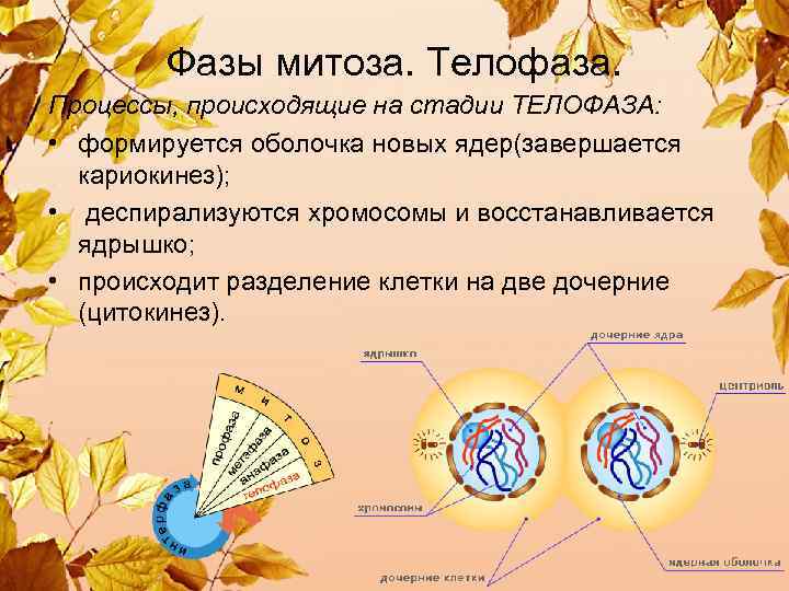  Фазы митоза. Телофаза. Процессы, происходящие на стадии ТЕЛОФАЗА: • формируется оболочка новых ядер(завершается