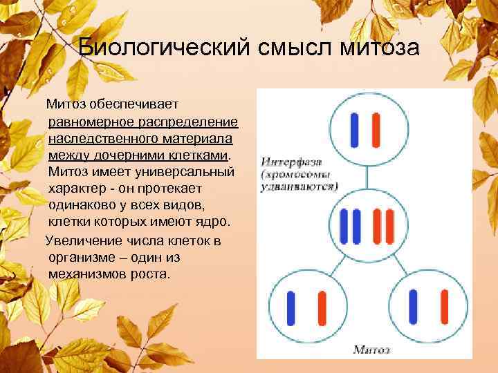  Биологический смысл митоза Митоз обеспечивает равномерное распределение наследственного материала между дочерними клетками. Митоз