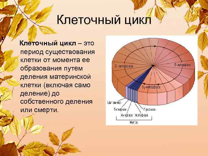  Клеточный цикл – это период существования клетки от момента ее образования путем деления