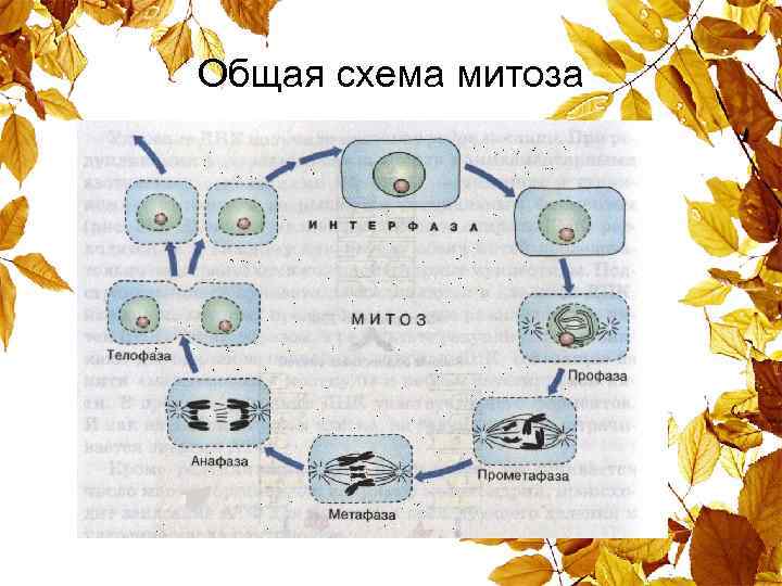 Общая схема митоза 