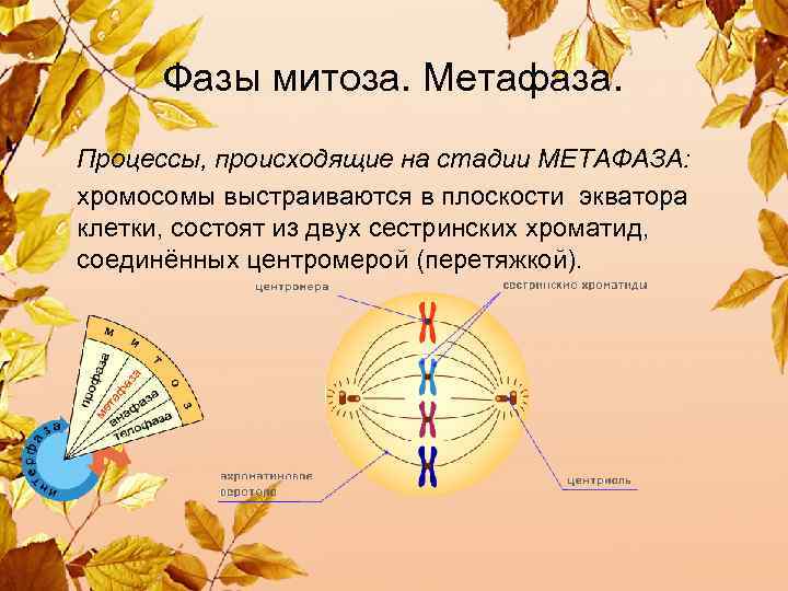  Фазы митоза. Метафаза. Процессы, происходящие на стадии МЕТАФАЗА: хромосомы выстраиваются в плоскости экватора