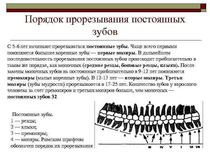 Порядок прорезывания постоянных зубов С 5 -6 лет начинают прорезываться постоянные зубы. Чаще всего