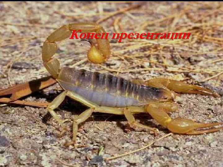 Конец презентации 
