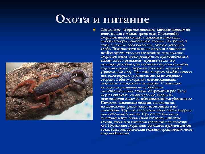 Что помогает скорпиону добывать. Что помогает скорпиону добывать пищу. Скорпион добывает пищу. Охота и питание скорпионов. Происхождение скорпионов.