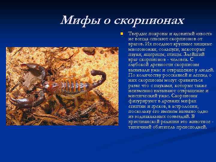 Какую среду освоил скорпион. Скорпион миф. Скорпион презентация. Интересные факты о скорпионах.