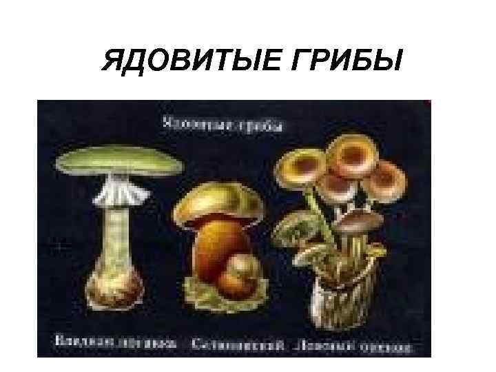 ЯДОВИТЫЕ ГРИБЫ 