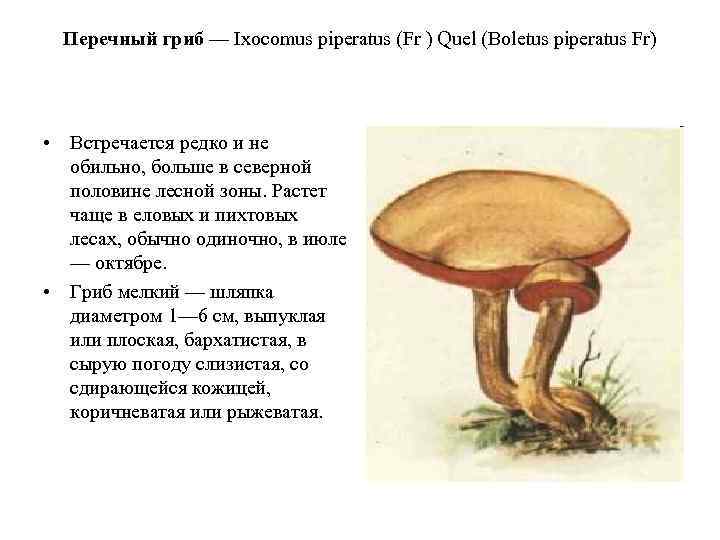  Перечный гриб — Ixocomus piperatus (Fr ) Quel (Boletus piperatus Fr) • Встречается