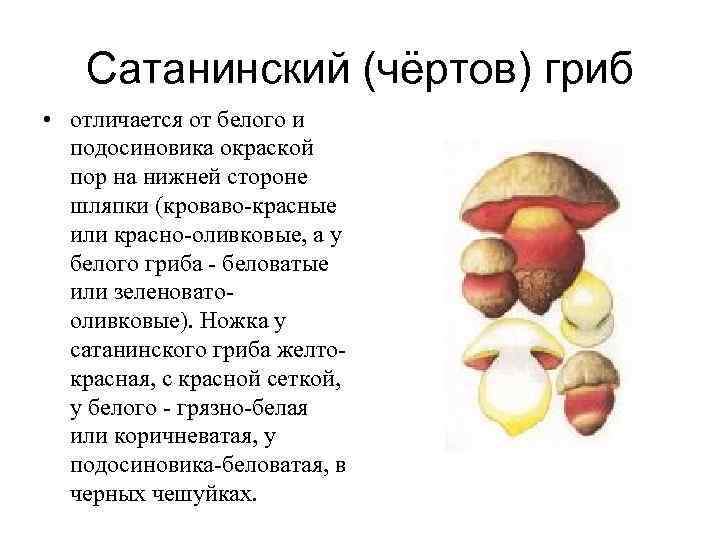  Сатанинский (чёртов) гриб • отличается от белого и подосиновика окраской пор на нижней