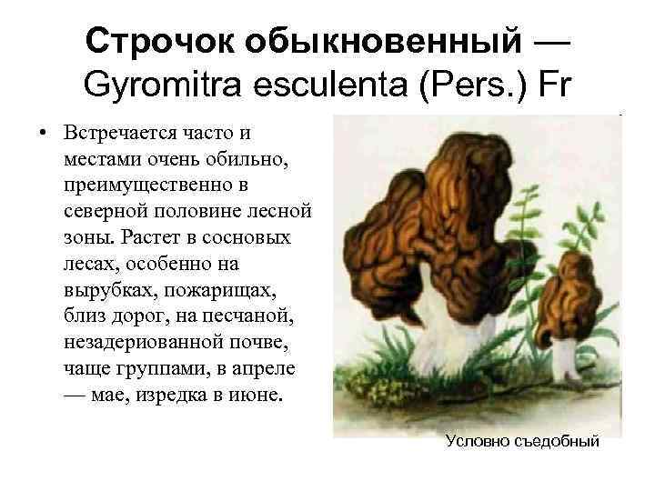  Строчок обыкновенный — Gyromitra esculenta (Pers. ) Fr • Встречается часто и местами