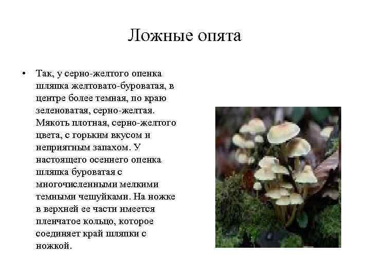  Ложные опята • Так, у серно-желтого опенка шляпка желтовато-буроватая, в центре более темная,