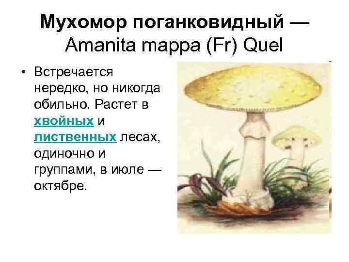  Мухомор поганковидный — Amanita mappa (Fr) Quel • Встречается нередко, но никогда обильно.