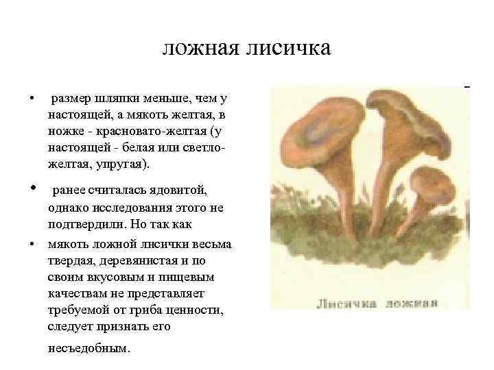  ложная лисичка • размер шляпки меньше, чем у настоящей, а мякоть желтая, в