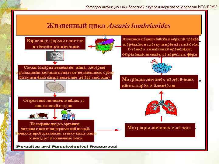 Кафедра инфекционных болезней с курсом дерматовенерологии ИПО БГМУ Жизненный цикл Ascaris lumbricoides Взрослые формы