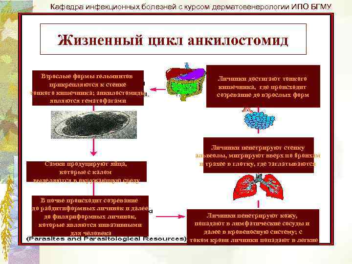 Кафедра инфекционных болезней с курсом дерматовенерологии ИПО БГМУ Жизненный цикл анкилостомид Взрослые формы гельминтов