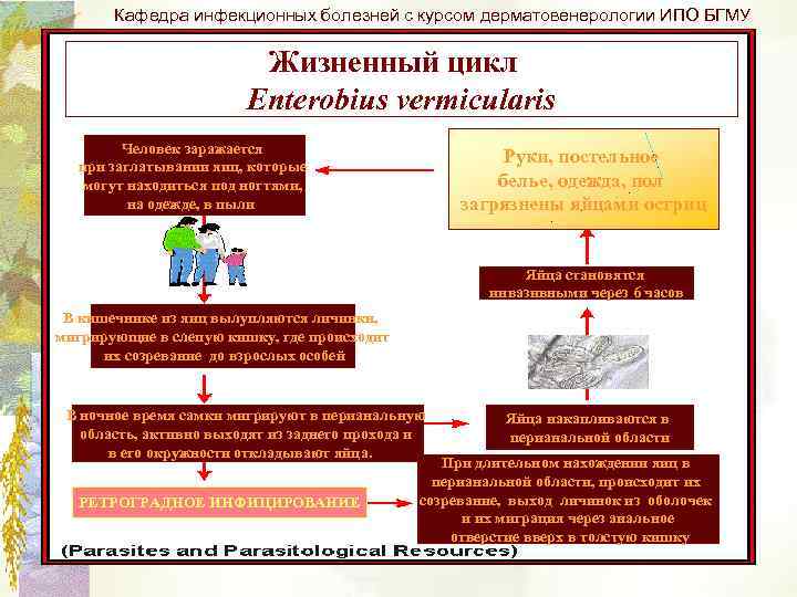 Кафедра инфекционных болезней с курсом дерматовенерологии ИПО БГМУ Жизненный цикл Enterobius vermicularis Человек заражается