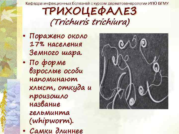 Кафедра инфекционных болезней с курсом дерматовенерологии ИПО БГМУ ТРИХОЦЕФАЛЕЗ (Trichuris trichiura) • Поражено около