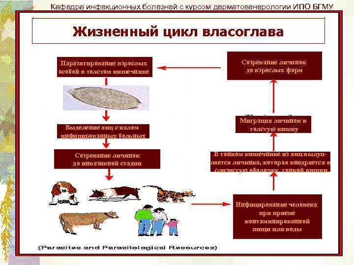 Кафедра инфекционных болезней с курсом дерматовенерологии ИПО БГМУ Жизненный цикл власоглава Паразитирование взрослых особой