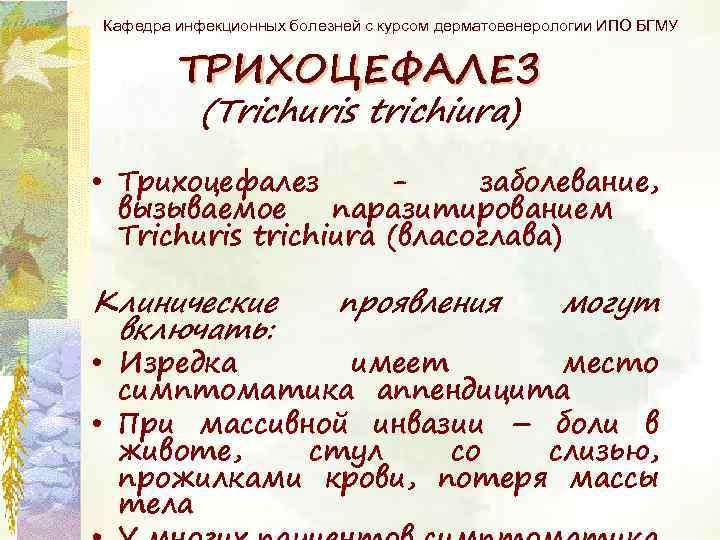 Кафедра инфекционных болезней с курсом дерматовенерологии ИПО БГМУ ТРИХОЦЕФАЛЕЗ (Trichuris trichiura) • Трихоцефалез заболевание,