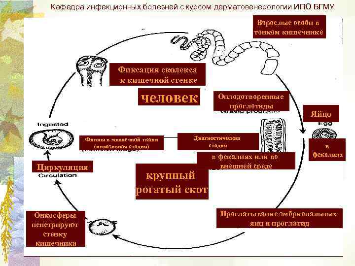 Кафедра инфекционных болезней с курсом дерматовенерологии ИПО БГМУ Взрослые особи в тонком кишечнике Фиксация