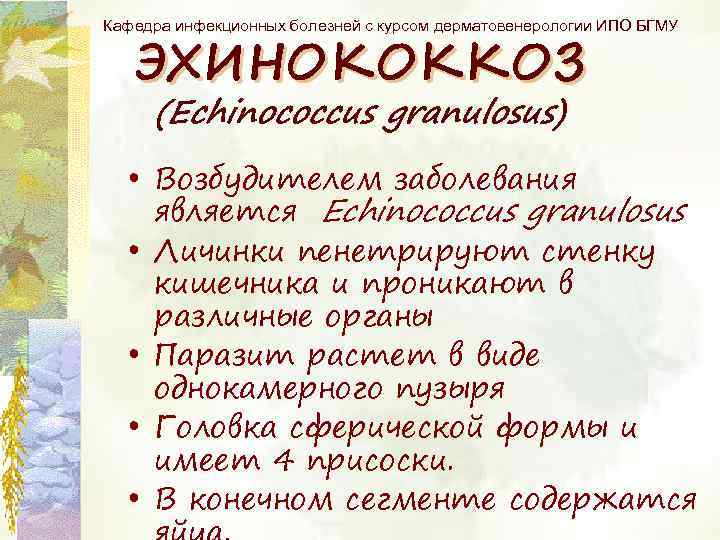 Кафедра инфекционных болезней с курсом дерматовенерологии ИПО БГМУ ЭХИНОКОККОЗ (Echinococcus granulosus) • Возбудителем заболевания