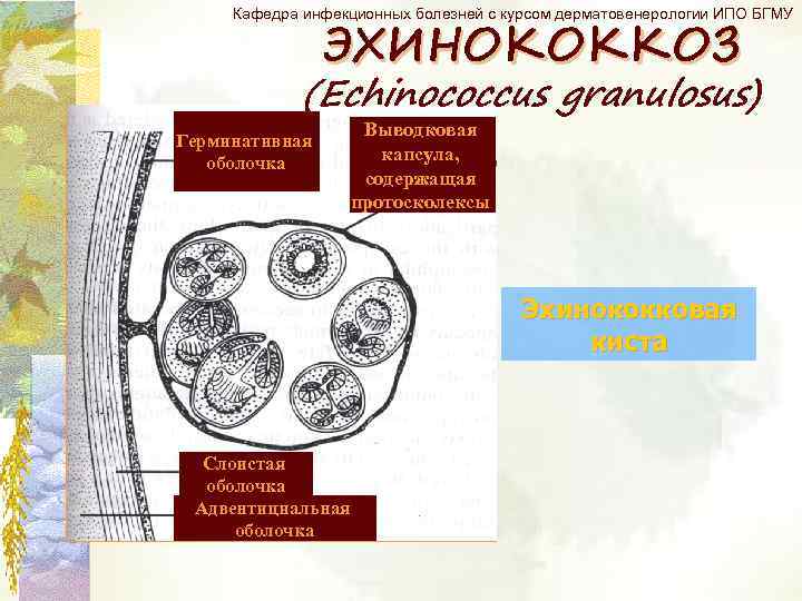 ЭХИНОКОККОЗ Кафедра инфекционных болезней с курсом дерматовенерологии ИПО БГМУ (Echinococcus granulosus) Герминативная оболочка Выводковая