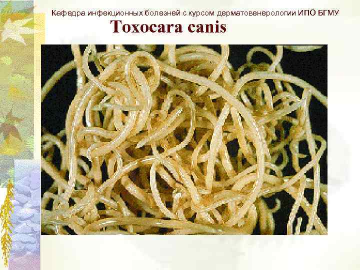 Кафедра инфекционных болезней с курсом дерматовенерологии ИПО БГМУ Toxocara canis 