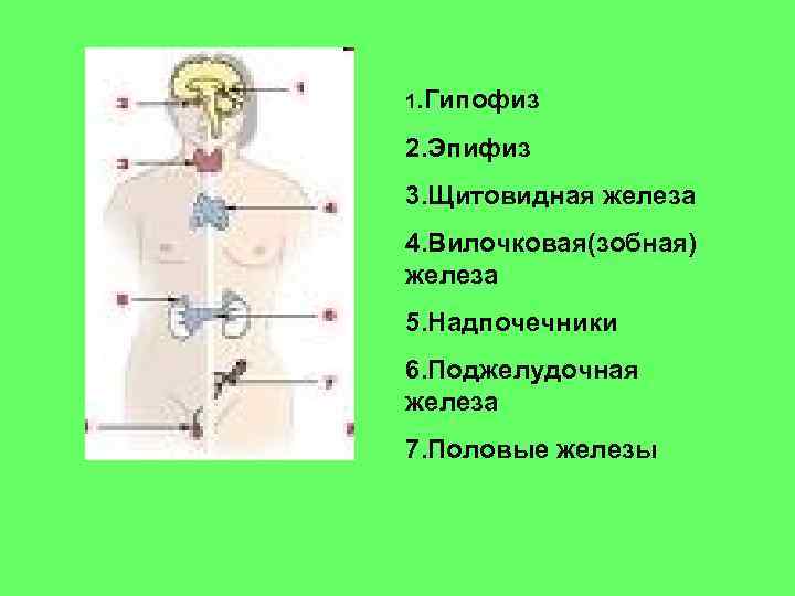 Гипофиз надпочечники щитовидная железа