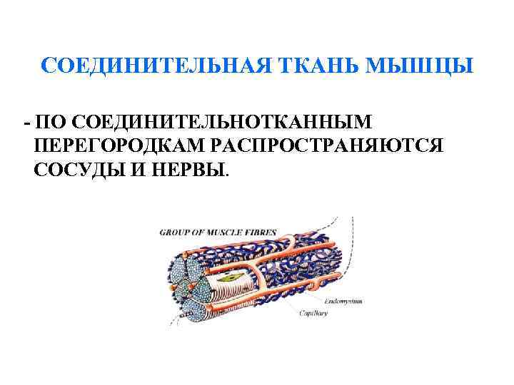  СОЕДИНИТЕЛЬНАЯ ТКАНЬ МЫШЦЫ - ПО СОЕДИНИТЕЛЬНОТКАННЫМ ПЕРЕГОРОДКАМ РАСПРОСТРАНЯЮТСЯ СОСУДЫ И НЕРВЫ. 