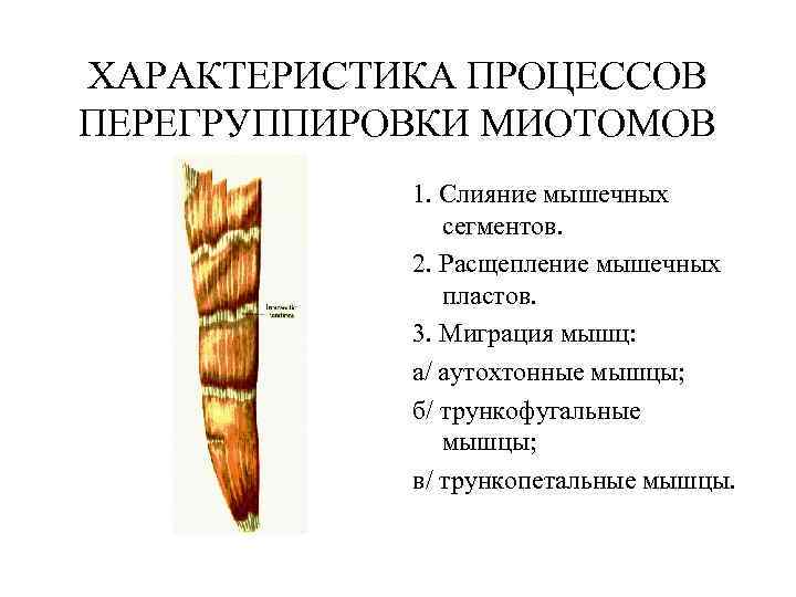 ХАРАКТЕРИСТИКА ПРОЦЕССОВ ПЕРЕГРУППИРОВКИ МИОТОМОВ 1. Слияние мышечных сегментов. 2. Расщепление мышечных пластов. 3. Миграция