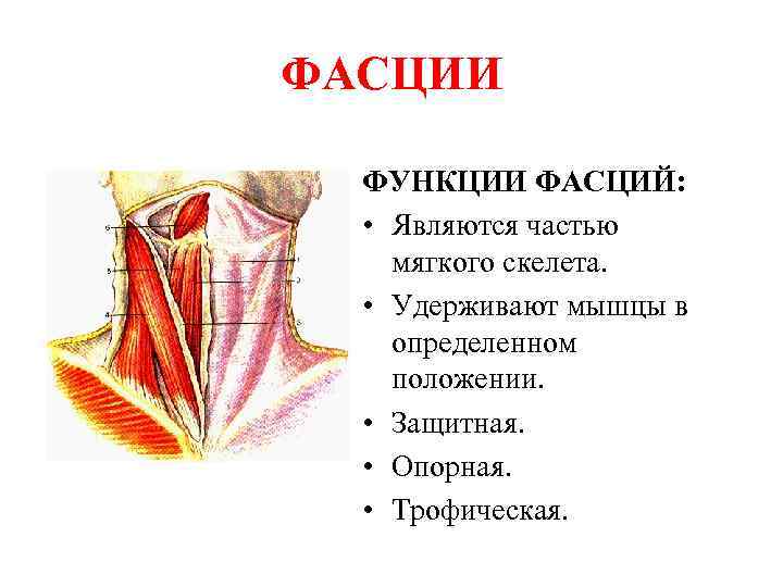 ФАСЦИИ ФУНКЦИИ ФАСЦИЙ: • Являются частью мягкого скелета. • Удерживают мышцы в определенном положении.