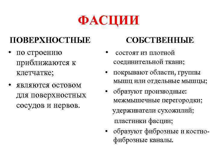  ФАСЦИИ ПОВЕРХНОСТНЫЕ СОБСТВЕННЫЕ • по строению • состоят из плотной приближаются к соединительной