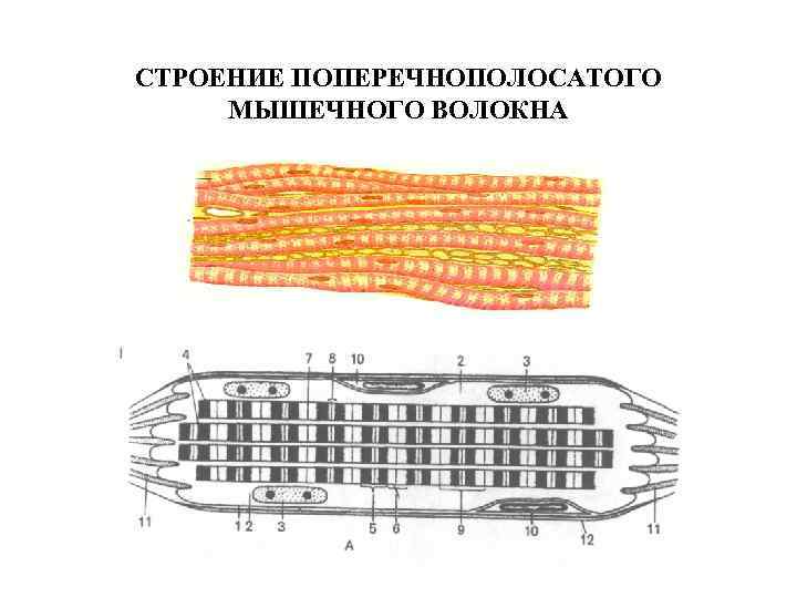 СТРОЕНИЕ ПОПЕРЕЧНОПОЛОСАТОГО МЫШЕЧНОГО ВОЛОКНА 