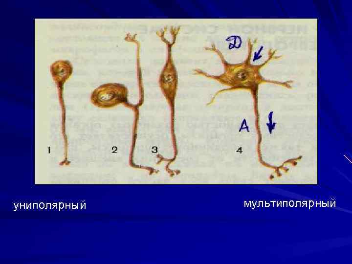 униполярный мультиполярный 
