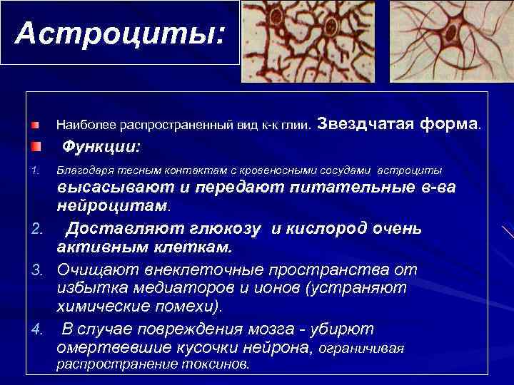 Астроциты мозга. Нейроглия (функции, типы глиальных клеток). Функции глиальных клеток. Функции глиальных клеток в нервной системе. Функции нейроглии.