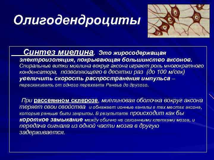 Олигодендроциты Синтез миелина. Это жиросодержащая электроизоляция, покрывающая большинство аксонов. Спиральные витки миелина вокруг аксона