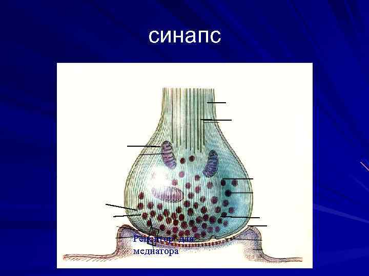синапс Аксон Микротрубочки Митохондрия Синаптический пузырек Пресинаптическая мембрана Синаптическая щель Дендрит Постсинаптическая мембрана Рецептор