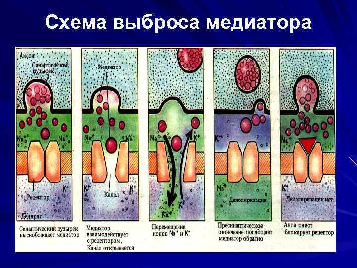 Схема выброса медиатора 