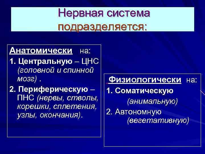  Нервная система подразделяется: Анатомически на: 1. Центральную – ЦНС (головной и спинной мозг).