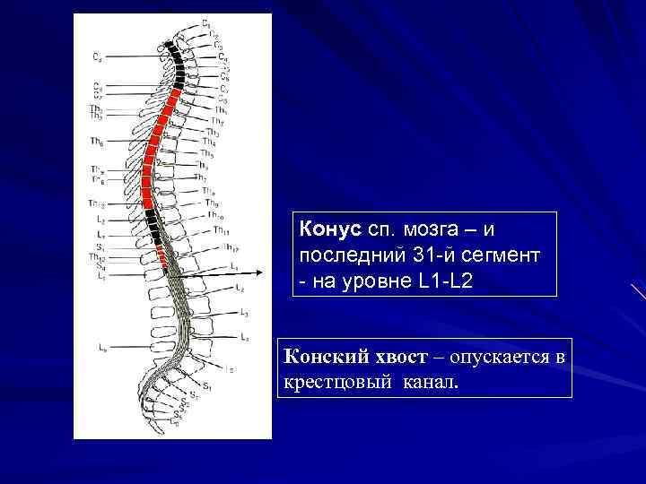 Конус сп. мозга – и последний 31 -й сегмент - на уровне L 1