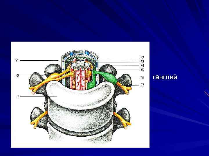 ганглий 